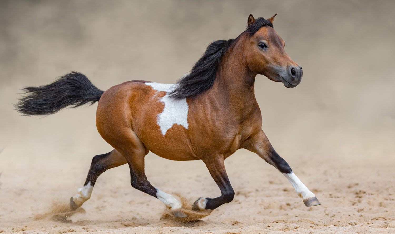 Kreisreiterverband-Steinfurt-e_V-Pferd-Titel