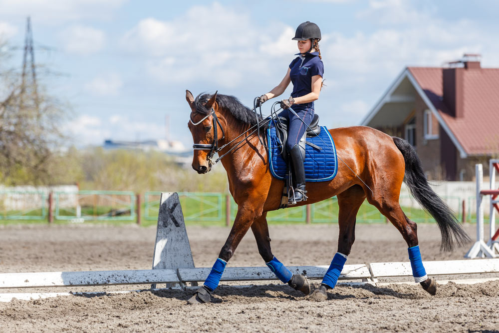 Kreisreiterverband Steinfurt e.V. - Verein
