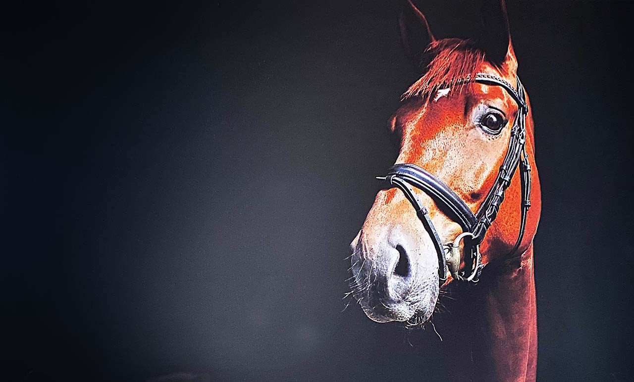 Volksbanken-Dressur-Pokal