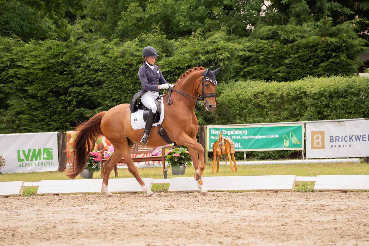 Dachverband-Reiten-KRV-Steinfunrt