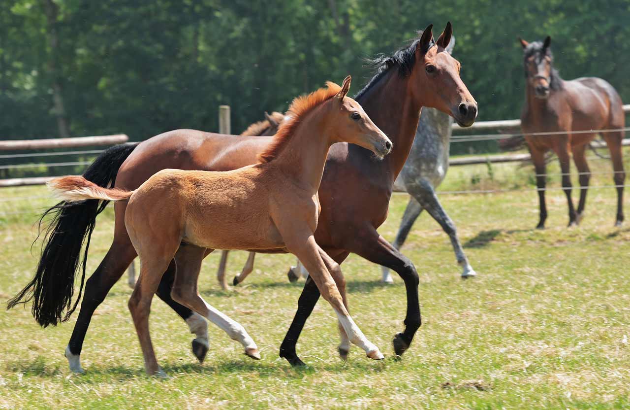 Highlights aus Dressur, Springen, Voltigieren