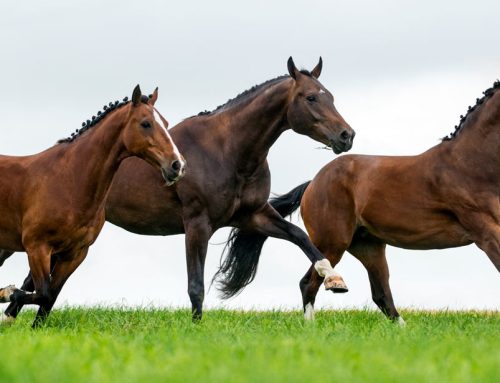 Münsterländer Pferdestärken Cup bei dem Turnier der Sieger vor dem Schloss